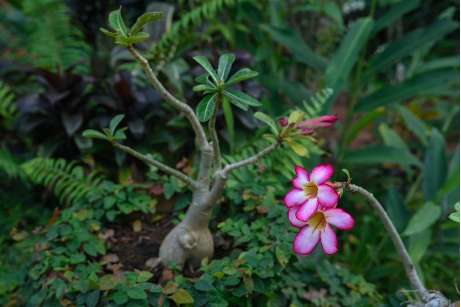 Gaia's Garden Guest House Auroville Buitenkant foto